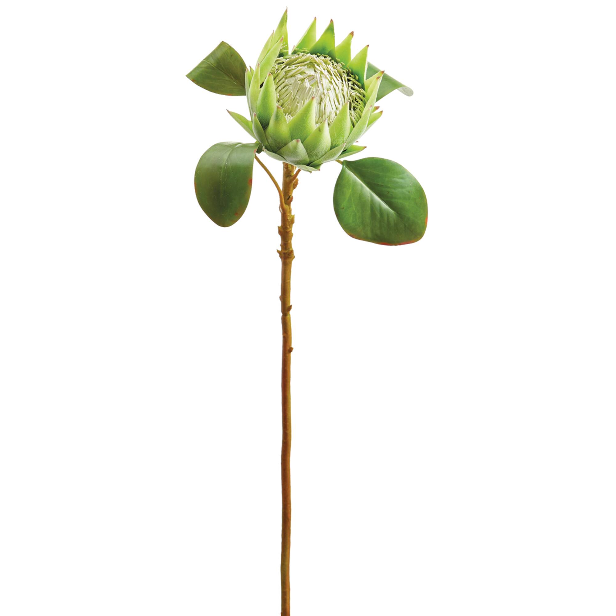 Green & Cream Queen Protea Spray
